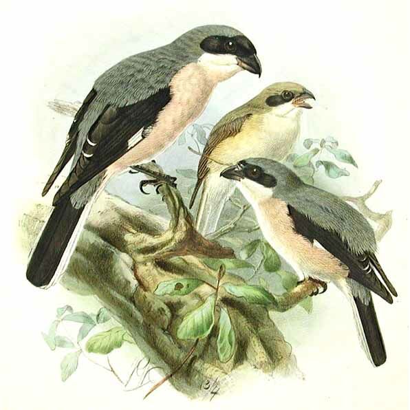 Lesser Grey Shrike