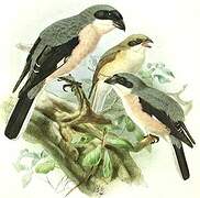 Lesser Grey Shrike