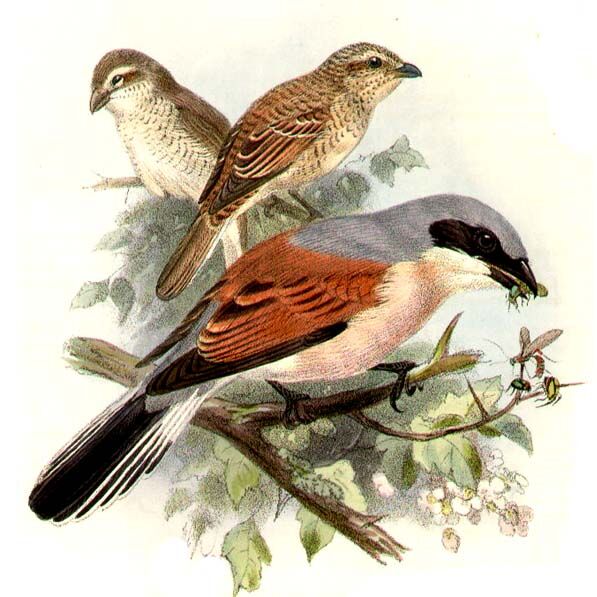 Red-backed Shrike