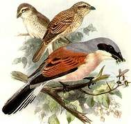 Red-backed Shrike