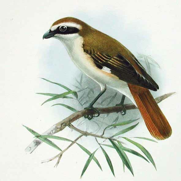 Isabelline Shrike