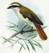 Isabelline Shrike