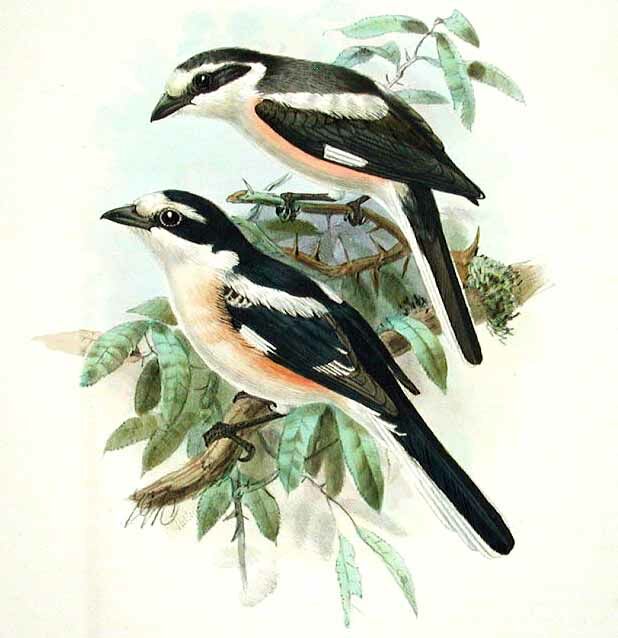 Masked Shrike