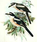 Masked Shrike