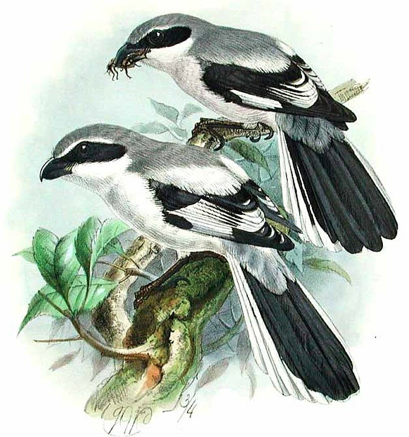 Iberian Grey Shrike