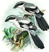 Iberian Grey Shrike