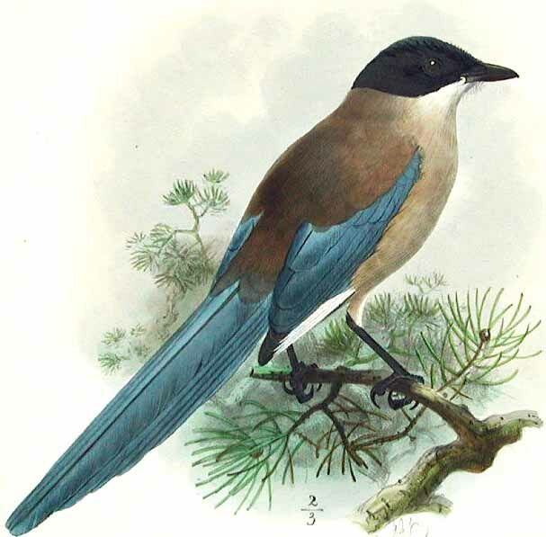 Azure-winged Magpie