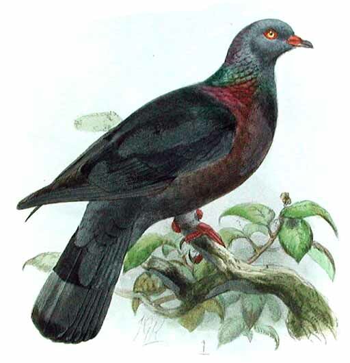 Bolle's Pigeon