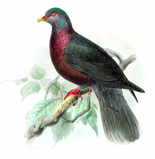 Laurel Pigeon