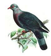 Trocaz Pigeon