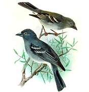 Tenerife Blue Chaffinch