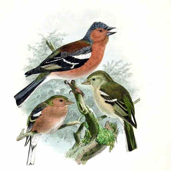 Common Chaffinch