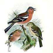 Common Chaffinch