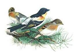 Brambling