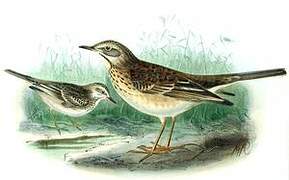 Richard's Pipit