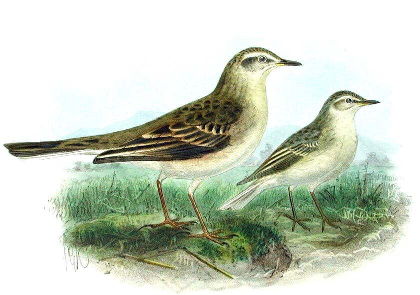 Tawny Pipit