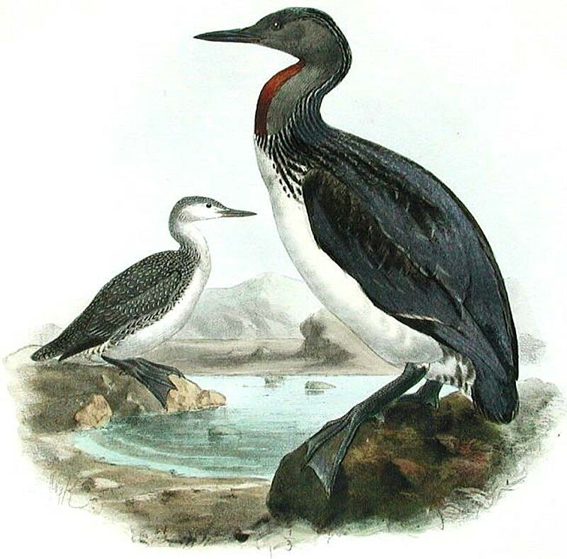 Red-throated Loon