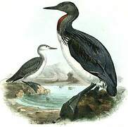 Red-throated Loon