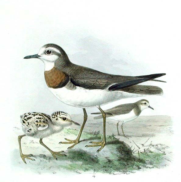 Caspian Plover