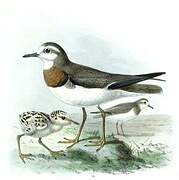 Caspian Plover