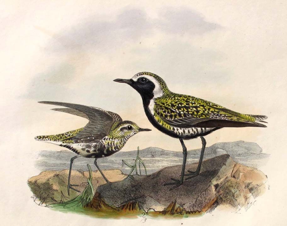 Pacific Golden Plover