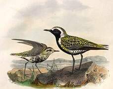 Pacific Golden Plover