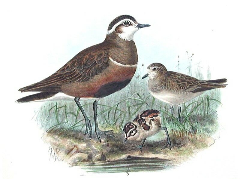 Eurasian Dotterel