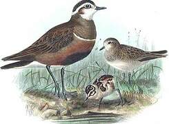 Eurasian Dotterel