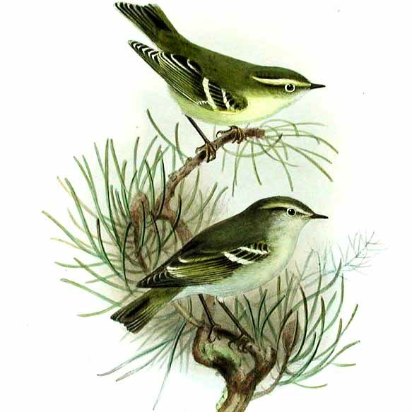 Yellow-browed Warbler