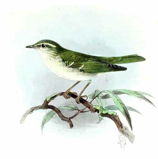 Arctic Warbler