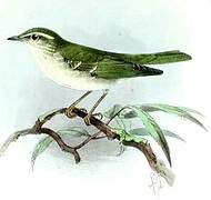 Arctic Warbler