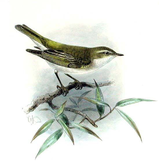 Western Bonelli's Warbler