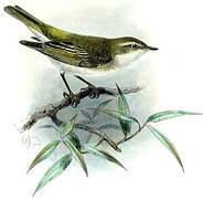 Western Bonelli's Warbler