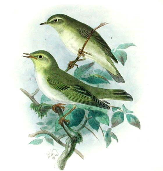 Wood Warbler