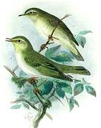 Wood Warbler