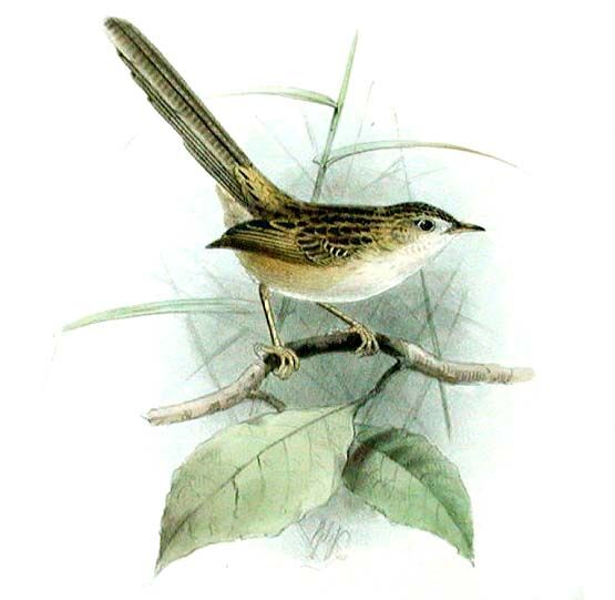 Prinia gracile