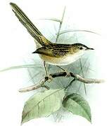 Prinia gracile