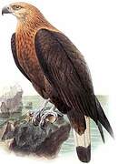 Pallas's Fish Eagle