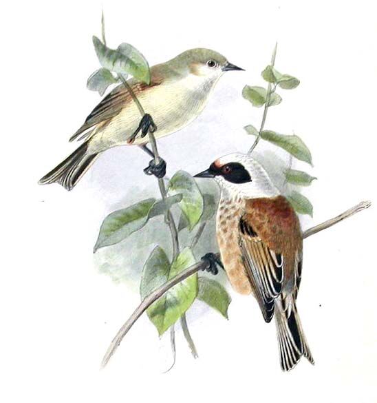 Rémiz penduline