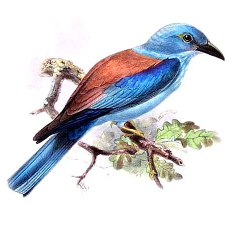 European Roller