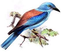 European Roller