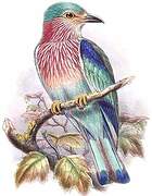 Indian Roller