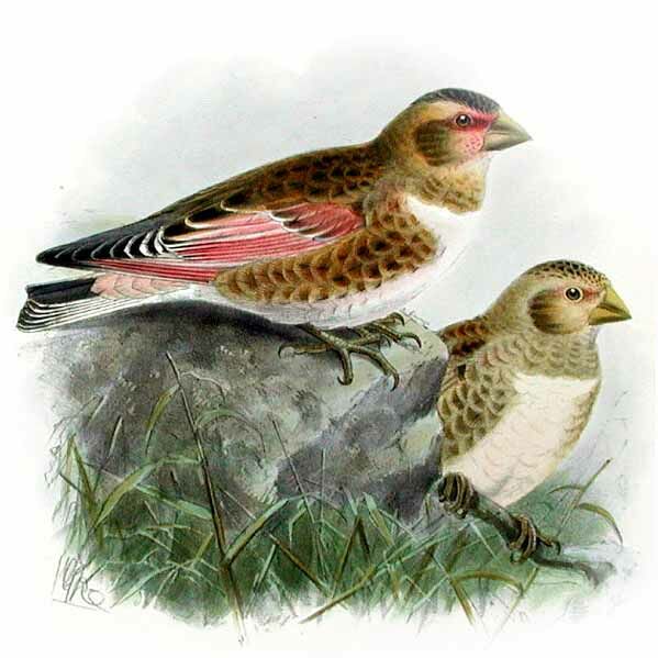 Asian Crimson-winged Finch