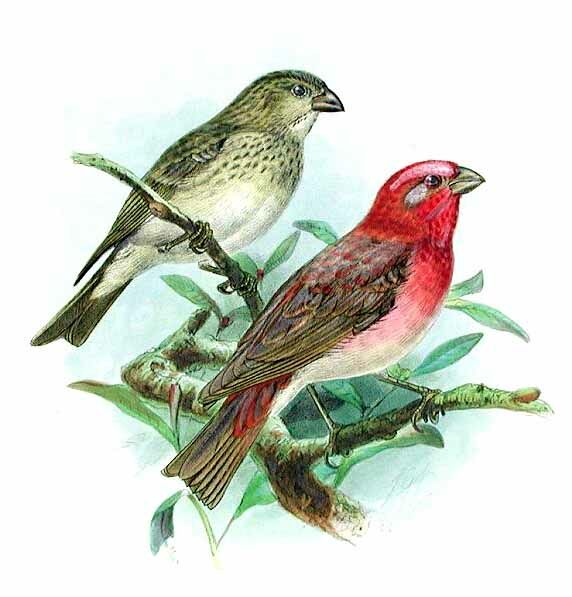 Common Rosefinch