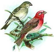 Common Rosefinch