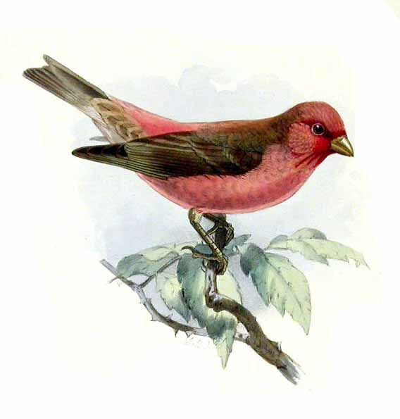 Sinai Rosefinch