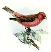 Sinai Rosefinch