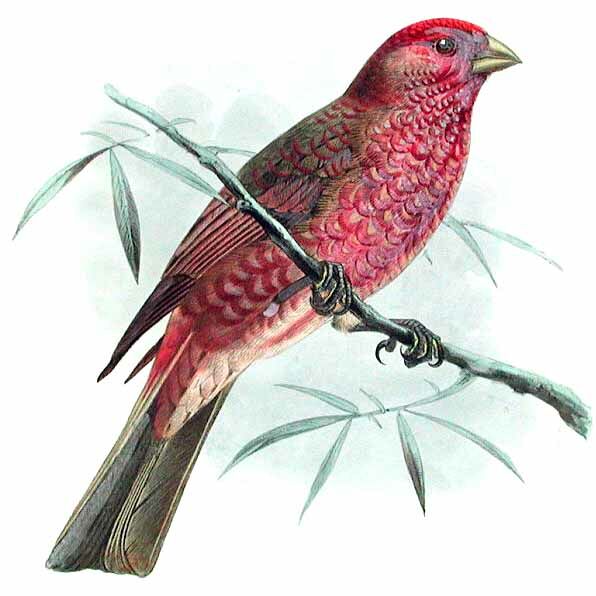 Great Rosefinch