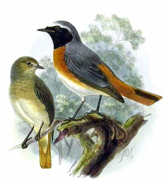 Common Redstart