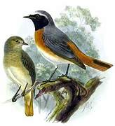 Common Redstart